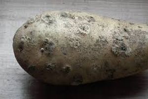 uploads/images/disease/Potato scab_result.jpg